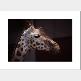 giraffe, side view Posters and Art
